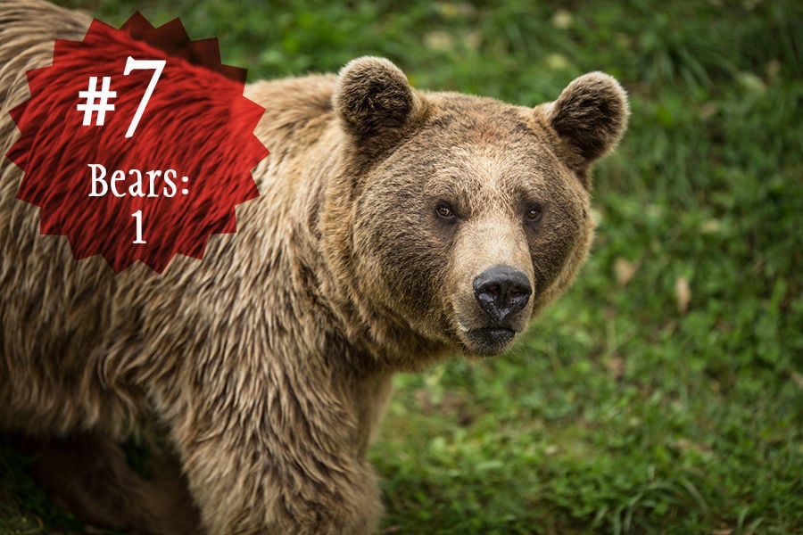 Bears